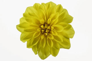 Dahlia Montana Variety Thumbnail.jpg